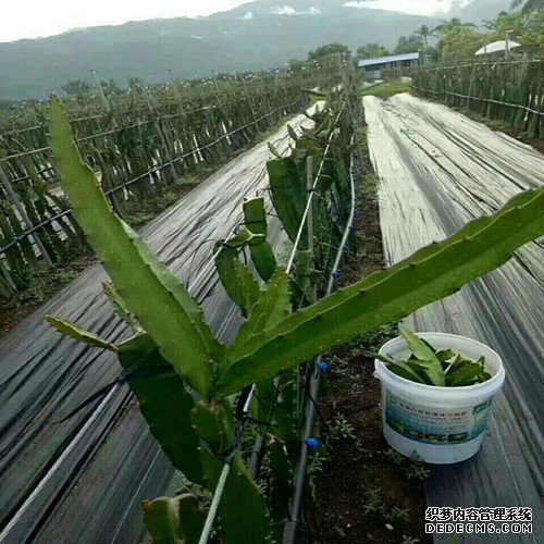 防草布廠家.jpg 防草布廠家.jpg